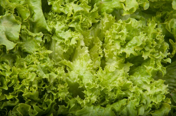 Fresh Lettuce Salad Leaves Organic Food Background — Stock Photo, Image