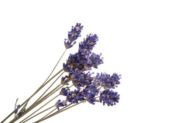 lavanta çiçeği üzerinde beyaz izole