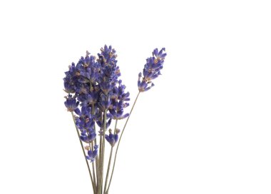 lavanta çiçeği üzerinde beyaz izole