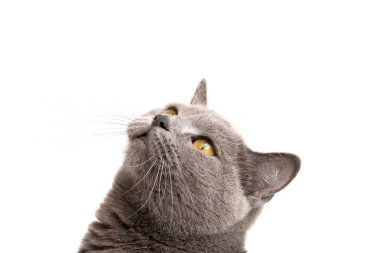 mavi gri İngiliz kedi üzerinde beyaz izole