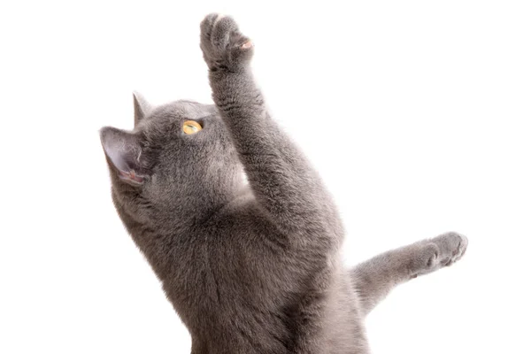 mavi gri İngiliz kedi üzerinde beyaz izole