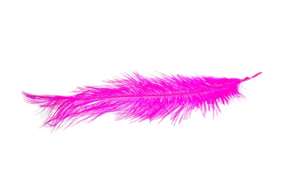Пушистые Перья Фиолетовый Цвет Изолированы Белом — стоковое фото