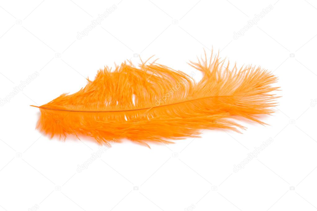 fluffy feather in orange color isolated on the white