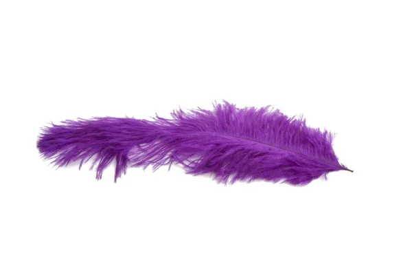 Fluffy Feather Purple Color Isolated White — Stock Photo, Image