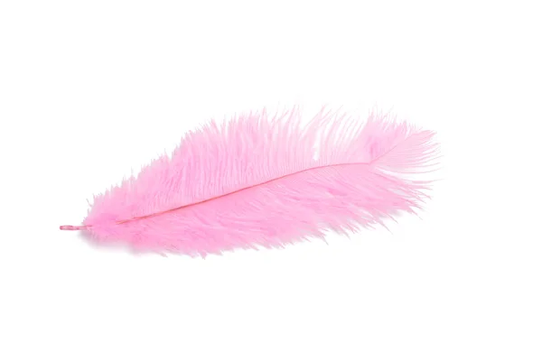 Fluffy Feather Pink Color Isolated White — Stock Photo, Image