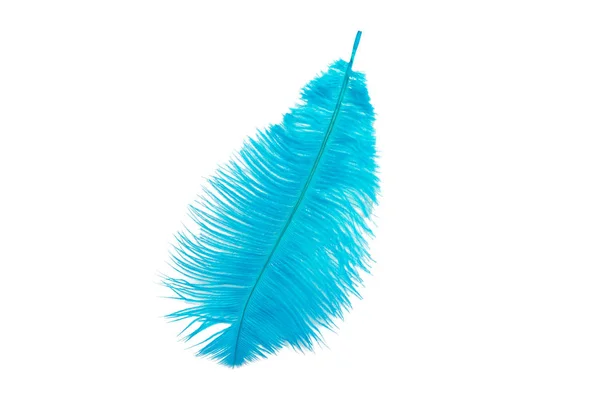Fluffy Feather Blue Color Isolated White — Stock Photo, Image