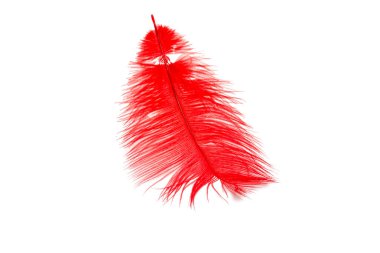 Kırmızı renk üzerine beyaz izole kabarık tüy dikmiş