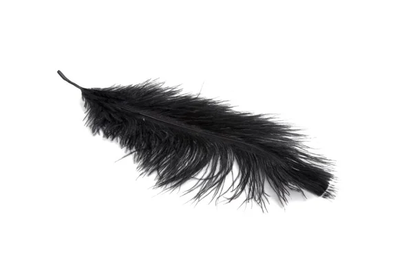 Fluffy Feather Black Color Isolated White — Stock Photo, Image