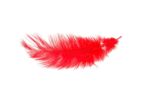 Vector 3d Realistic Red Fluffy Feather Set Isolated On White