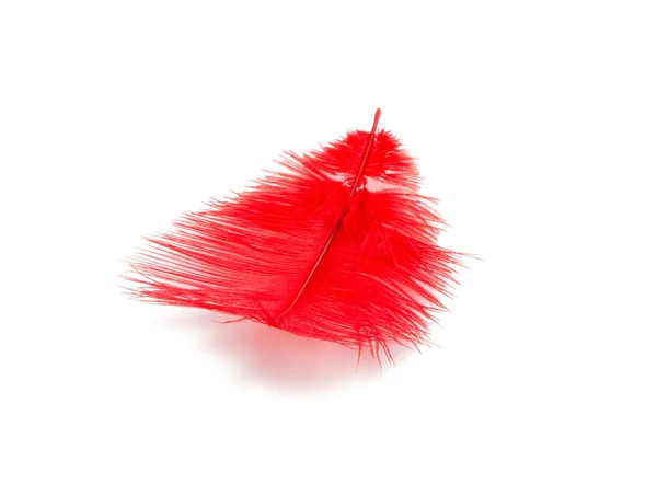 Fluffy Feather Red Color Isolated White — Stock Photo, Image