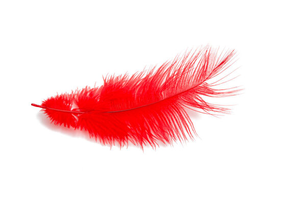 fluffy feather in red color isolated on the white