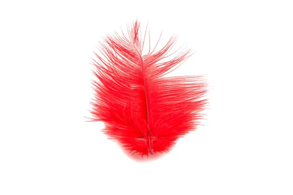 白色蓬松的羽毛在红色被隔绝的颜色 — 图库照片