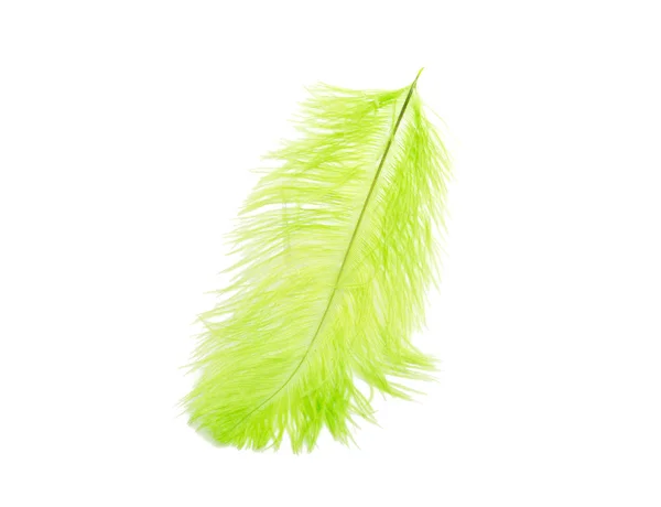 Fluffy Feather Green Color Isolated White — Stock Photo, Image