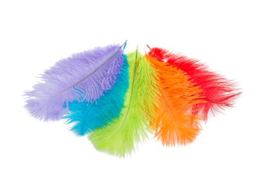 Birçok renkli kabarık tüyleri üzerinde beyaz izole
