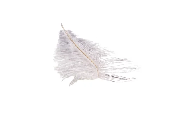 白色蓬松的羽毛在灰色被隔绝的颜色 — 图库照片