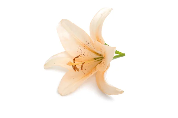 Яркий Цветок Лилии Изолированный Белом — стоковое фото