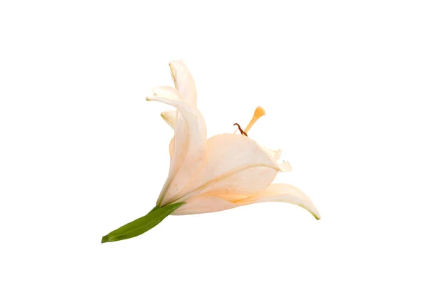 Flor Lila Brillante Aislado Blanco —  Fotos de Stock