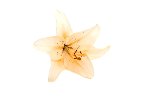 Květ Jasně Lilly Izolované Bílém — Stock fotografie