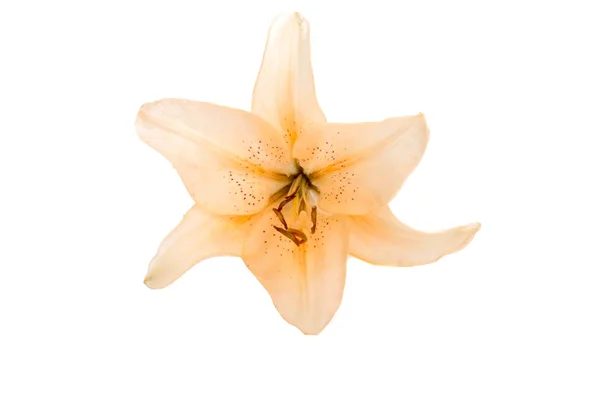 Flor Lírio Brilhante Isolado Branco — Fotografia de Stock