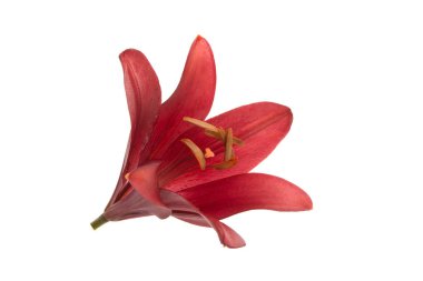 üzerinde beyaz izole parlak kırmızı lily çiçek