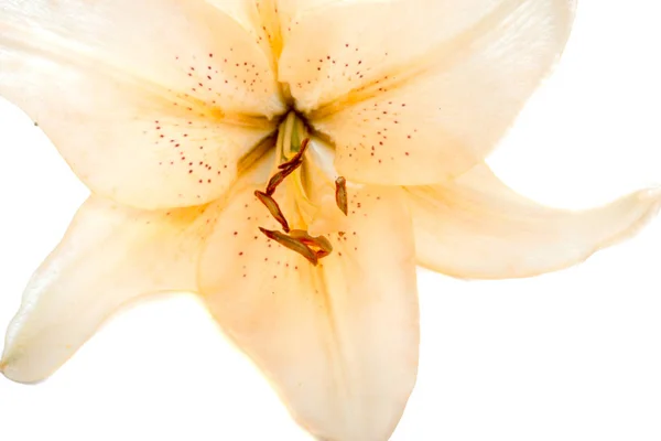 Bright Lilly Flower Isolated White — Stock Photo, Image