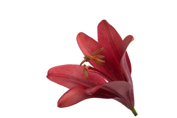 Bright Red Lily Flower Isolated White — Stock Photo, Image