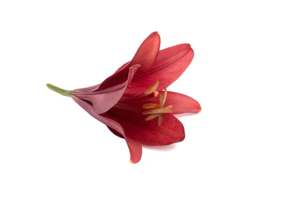 Ярко Красный Цветок Лилии Изолированы Белом — стоковое фото