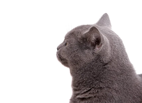 Blau Graue Britische Katze Isoliert Auf Dem Weißen — Stockfoto