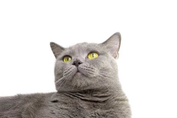 Μπλε Γκρι Βρετανική Γάτα Που Απομονώνονται Λευκό — Φωτογραφία Αρχείου