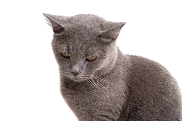 Azul Cinza Britânico Gato Isolado Branco — Fotografia de Stock