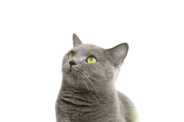 Blu Grigio Gatto Britannico Isolato Sul Bianco — Foto Stock