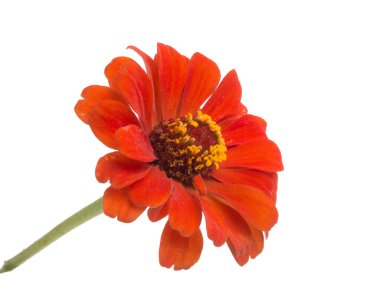 güzel zinnia çiçeği üzerinde beyaz izole