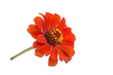 güzel zinnia çiçeği üzerinde beyaz izole