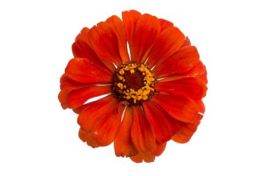 güzel zinnia çiçeği üzerinde beyaz izole