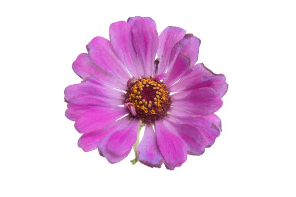 Mooie Zinnia Bloem Geïsoleerd Witte — Stockfoto