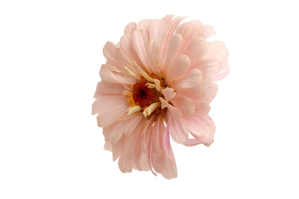 美しいジニアの花 白で隔離 — ストック写真