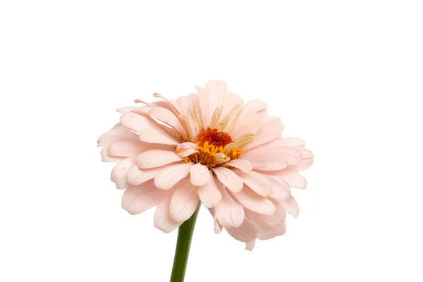 Vackra Zinnia Blomma Isolerat Vitan — Stockfoto