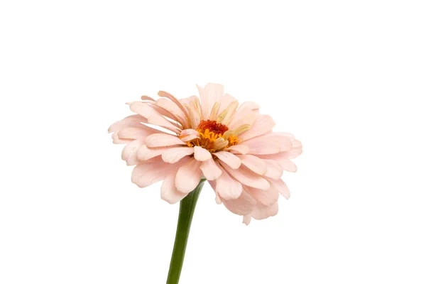 Mooie Zinnia Bloem Geïsoleerd Witte — Stockfoto