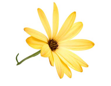 beyaz izole güzel osteospermum veya güller çiçek