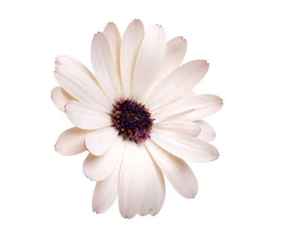 Красивые Osteospermum Африканские Ромашки Цветок Изолирован Белом — стоковое фото