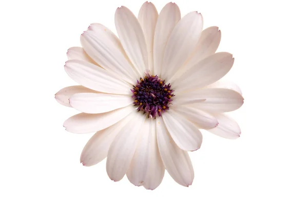 Mooie Osteospermum Afrikaanse Daisy Bloem Geïsoleerd Wit — Stockfoto