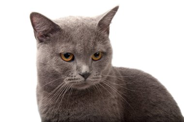 mavi gri İngiliz cat Tarih: beyaz