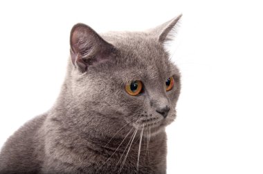 mavi gri İngiliz cat Tarih: beyaz