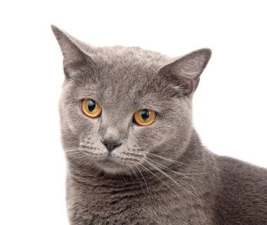 mavi gri İngiliz cat Tarih: beyaz