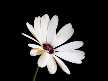 beautiful osteospermum or african daisy flower isolated on black clipart