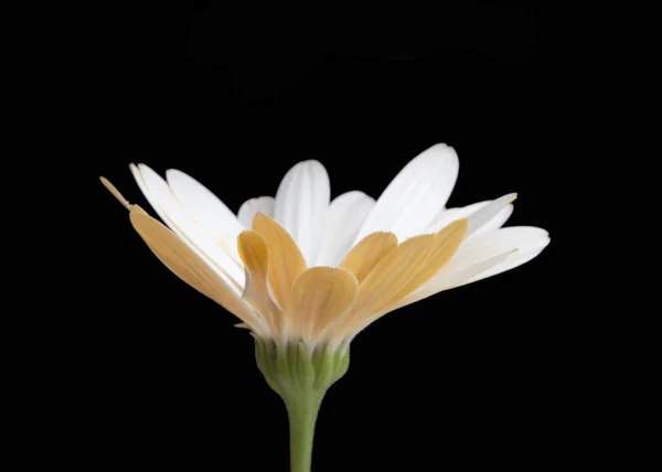 Schöne Osteospermum Oder Afrikanische Gänseblümchenblümchen Isoliert Auf Schwarz — Stockfoto