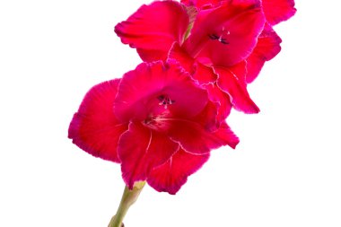 güzel parlak pembe Glayöl çiçek üzerinde beyaz izole