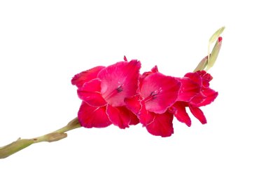 güzel parlak pembe Glayöl çiçek üzerinde beyaz izole