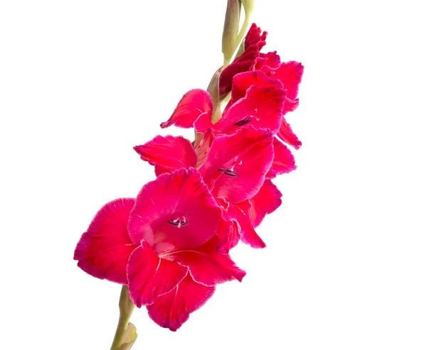 Vackra Ljusa Rosa Gladiolus Blomma Isolerad Vit — Stockfoto