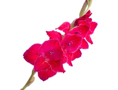 güzel parlak pembe Glayöl çiçek üzerinde beyaz izole